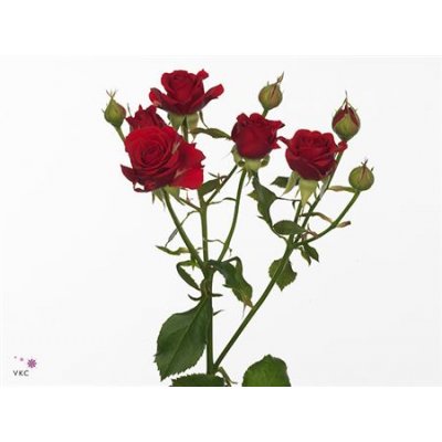 Rosa Tr Mirabel
