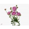 Rosa Tr Misty Bubbles