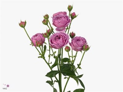Rosa Tr Misty Bubbles