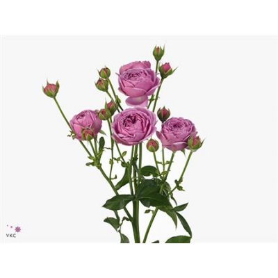 Rosa Tr Misty Bubbles