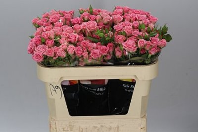 Rosa Tr Odilia