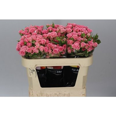 Rosa Tr Odilia