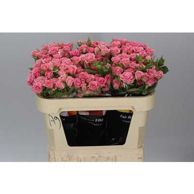 Rosa Tr Odilia