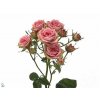 Rosa Tr Pepita