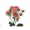 Rosa Tr Pepita