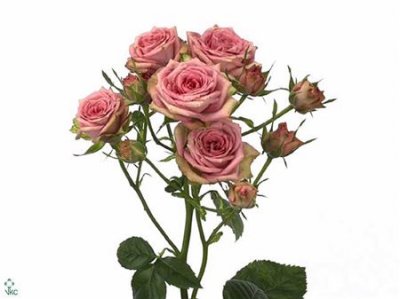 Rosa Tr Pepita