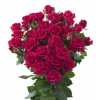Rosa Tr Quincy