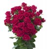 Rosa Tr Quincy