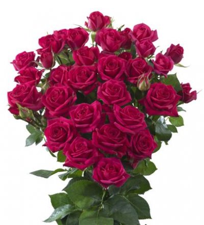Rosa Tr Quincy