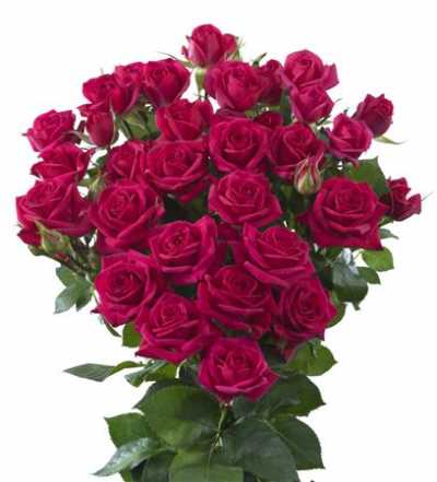 Rosa Tr Quincy