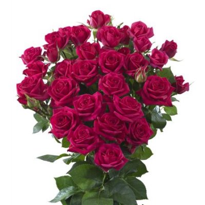 Rosa Tr Quincy