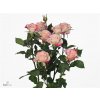 Rosa Tr Reflex