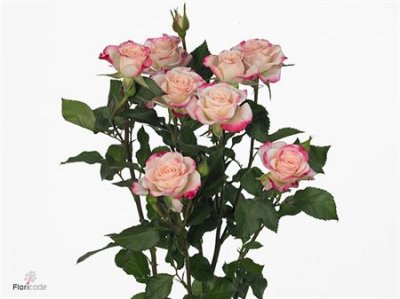 Rosa Tr Reflex