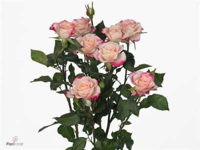 Rosa Tr Reflex