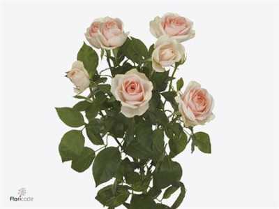 Rosa Tr Rlm Ing Kristi
