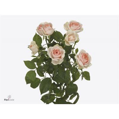 Rosa Tr Rlm Ing Kristi
