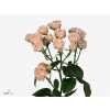 Rosa Tr Romantic Bubbles