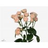 Rosa Tr Romantic Bubbles