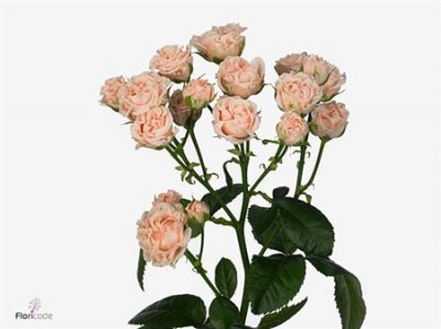 Rosa Tr Romantic Bubbles