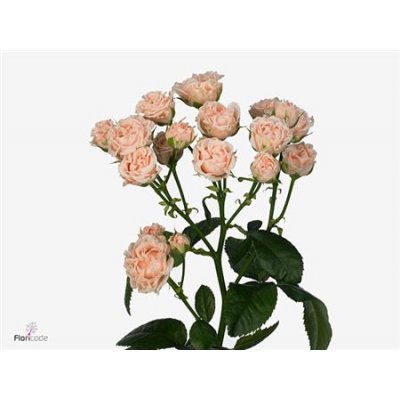 Rosa Tr Romantic Bubbles
