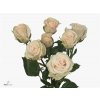 Rosa Tr Royal Porcelina Imp