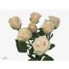 Rosa Tr Royal Porcelina Imp