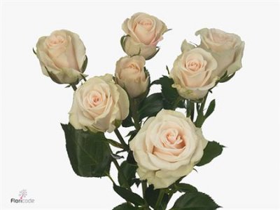 Rosa Tr Royal Porcelina Imp