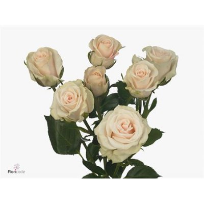Rosa Tr Royal Porcelina Imp