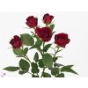 Rosa Tr Rubicon