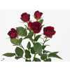 Rosa Tr Rubicon