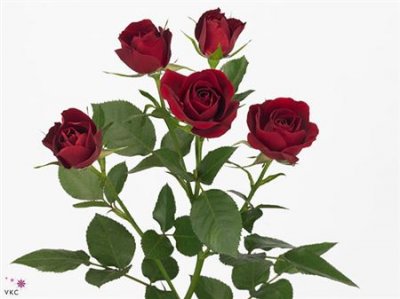 Rosa Tr Rubicon