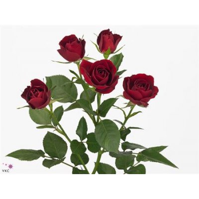 Rosa Tr Rubicon