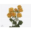 Rosa Tr Rustigold