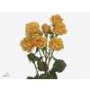 Rosa Tr Rustigold