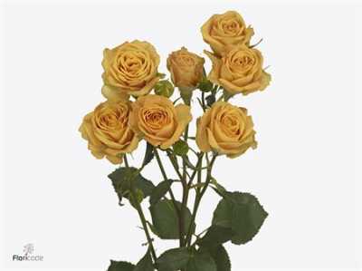 Rosa Tr Rustigold
