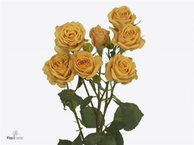 Rosa Tr Rustigold