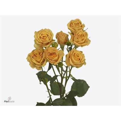Rosa Tr Rustigold