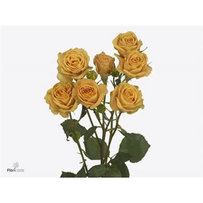 Rosa Tr Rustigold