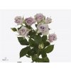 Rosa Tr Silver Shadow A2
