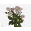 Rosa Tr Silver Shadow A2