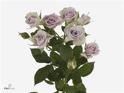 Rosa Tr Silver Shadow A2