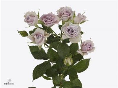 Rosa Tr Silver Shadow A2