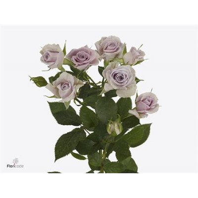 Rosa Tr Silver Shadow A2