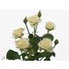 Rosa Tr Snow Flake Imp A2