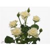 Rosa Tr Snow Flake Imp A2