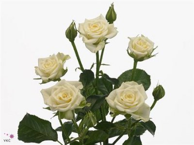 Rosa Tr Snow Flake Imp A2