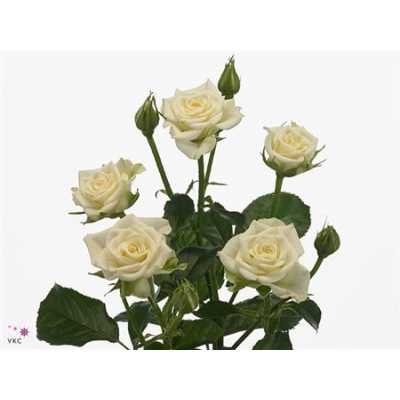 Rosa Tr Snow Flake Imp A2