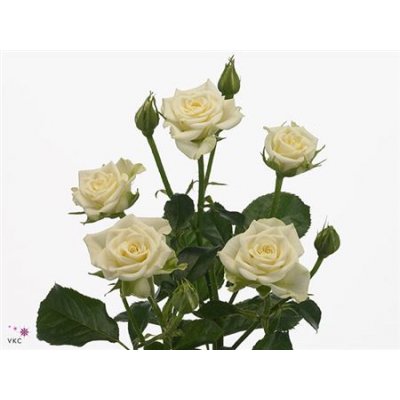 Rosa Tr Snow Flake Imp A2