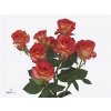 Rosa Tr Summer Dance