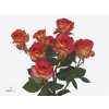 Rosa Tr Summer Dance